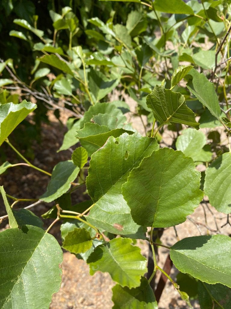 Aliso / Alnus glutinosa - El Botánico de Cabañeros